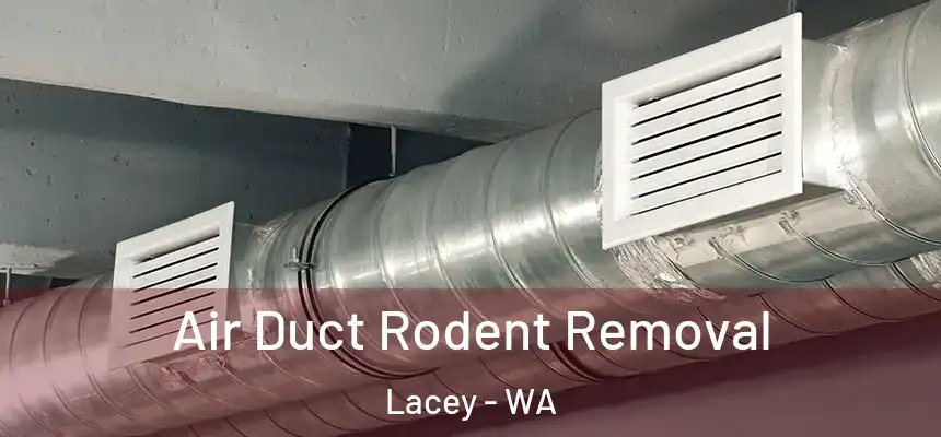  Air Duct Rodent Removal Lacey - WA